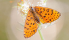 butterflies-macro-photography-andreas-bartoldus-01.jpg