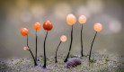 macro-fungi-garden-photographer-of-the-year-winners-05.jpg